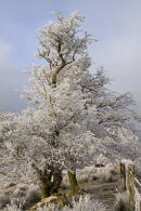 Hoar frost in the Brecons