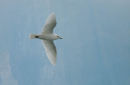 Ivory Gull in front of blue glacier