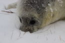 Grey seal pup in snow