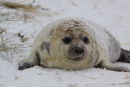 Seal pup in snow