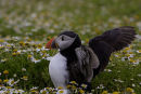 Puffin having a flap