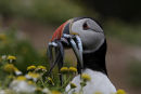 Puffin looking for it's burrow