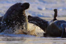 Grey seals early morning squabble