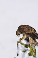 Kestrel in snow