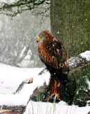 Redkite in snow