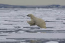 Polar bear leaping across the pack ice