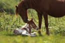 Mothers Love