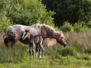 Mare with foal 1