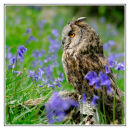 Owl in bluebells