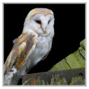 Barn Owl