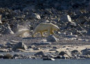 Polar bear cub shaking after swim