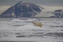 Polar bear in his land