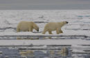Polar bears & reflections