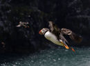 Puffin flying in Skomer