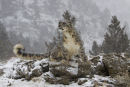 FIAP Gold medal winner Snow Leopard