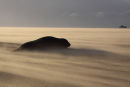 Solitary