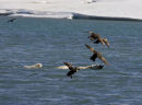 Plar bear & cub swimming, upsetting the Eider ducks