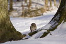 Tawny owl in snow