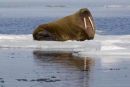 Walrus on ice