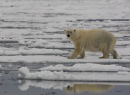 Polar bear watching, on pack ice