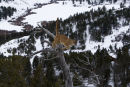 Cougar leaping off a tree