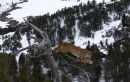 Cougar jumping off a tree