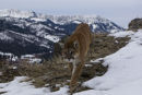 Cougar walking at the top of mountain
