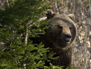 Brown Bear in Bavarian mountains