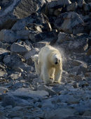 Young cub having an unwanted shower