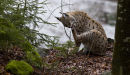 Lynx early morning wash