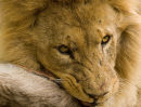 Lion with kill