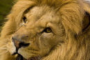Lion feeling contented