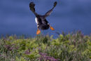 Puffin leaving