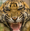 Young tiger cub