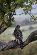 Goshawk