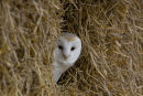 Owl in barn