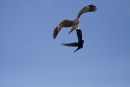 Black Kite 