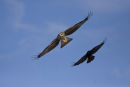 Black Kite & crow in unison