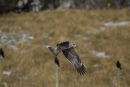 Black Kite flying low