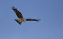 Black Kite in flight