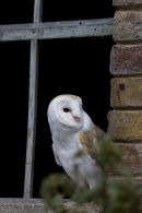 Barn Owl in window