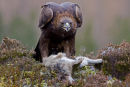 Golden Eagle with kill