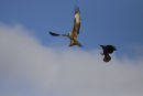 Red Kite being chased by crow