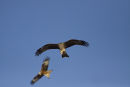 Black Kite feeding in flight