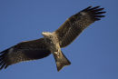 Close-up of Black Kite