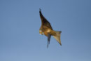 Red Kite feeding in flight