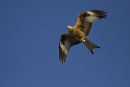 Red Kite overhead