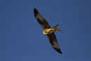 Red Kite flying above