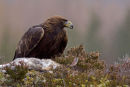 Golden Eagle with kill