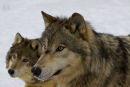 Wolves in North America